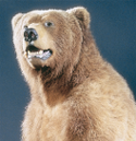 grizzly
